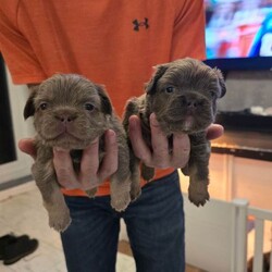 Beautiful kc french bulldogs /French Bulldog/Female/Sex: Mixed Litter,We have Beautiful litter of quality kc fluffy and carrying pink french bulldog puppies available we have 7 girls and 2 boys 