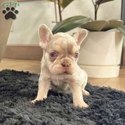 Bliss/French Bulldog									Puppy/Female	/6 Weeks,Meet Bliss, a truly exceptional purebred AKC French Bulldog with breathtaking lilac tan merle coloring and striking blue eyes that instantly capture attention. She boasts a compact, chunky build with excellent structure—small, sturdy, and full of presence. Bliss is the definition of quality in a Frenchie puppy. Her rich merle patterning, soft pastel tones, and confident stance make her a standout choice for anyone seeking both beauty and substance in one unforgettable pup. Bliss at a Glance: • Breed: Purebred French Bulldog • Color: Lilac Tan Merle • Eyes: Blue • Build: Compact, chunky, and well-balanced • Birthdate: November 8, 2025 • Registration: AKC Registered • Health Care: Up to date on shots & dewormings • Included: Microchipped   Health Guarantee • Temperament: Well socialized and family oriented Bliss is more than just stunning—she’s confident, affectionate, and ready to become a cherished member of her new family. Whether you’re looking for a show-stopping companion or a high-end Frenchie with exceptional appeal, she delivers on every level. Delivery available right to your door Contact us today to welcome Bliss into your family