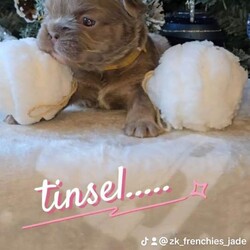 Beautiful kc french bulldogs /French Bulldog/Female/Sex: Mixed Litter,We have Beautiful litter of quality kc fluffy and carrying pink french bulldog puppies available we have 7 girls and 2 boys 