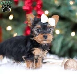 Eden/Yorkie									Puppy/Female	/9 Weeks,Meet Eden, the most darling little ACA Yorkshire Terrier you’ll ever encounter! With her soft, black & tan coat and twinkling eyes, she’s a picture of pure charm. She boasts a spunky yet sweet personality, she loves cozy snuggles as much as she does active play sessions. Yorkies are often described as loyal, intelligent and feisty dogs; despite their tiny size, they have big personalities and tend to steal the spotlight with their confident demeanor. She is the perfect blend of affection and sass, making her an irresistible companion for anyone lucky enough to welcome her into their home!
