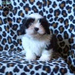 Kash/Shih Tzu									Puppy/Male	/12 Weeks,Meet Kash! He is an adorable, and loving Shihtzu puppy, and is ready to find his forever family. He is up to date on shots and wormer, and is vet checked. He also comes with an additional 1 year genetic health guarantee, and is ACA registered. These puppies are known for being affectionate, cuddly, & social dogs, making them great family pets and companions. Call today to make this pup yours!