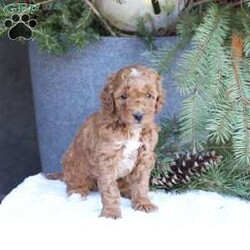 Ace/Mini Goldendoodle									Puppy/Male	/7 Weeks,To contact the breeder about this puppy, click on the “View Breeder Info” tab above.