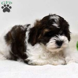 Barney/Shih-Poo									Puppy/Male	/8 Weeks,Hi! I am an adorable Shih-poo looking for a forever home. I promise to be your forever loyal friend and give unconditional love and lots of kisses. I was born on a mini farm in the country where it is very quiet and peaceful. My owners are not your everyday pet owners. They have a state-of-the-art kennel and specialize in poodles mini and toy also shitzus and teddy bears. There are also chickens on the farm that produce plenty of eggs for my owners. Bubbles is our family pet ready to greet you when you arrive to meet me. My parents are examined by a veterinarian on a regular basis for optimal healthr. Puppies will come with… – One year health guarantee – A head to tail examination by a licensed veterinarian and documents will be provided – A puppy starter kit of Nutrisource puppy food. We recommend to mix our food with food of your choice to make transition easier if you choose to feed another brand – Properly vaccinated and wormed along with documentation – Microchip included, once registered, owner can be notified in case I accidentally get lost Options to receive your pet… You are welcome to drive to our location to meet us at our home. We can deliver your pet via a reputable license transporter by ground or air. We can also fly your pet with a flight nanny service to all major airports. If you are interested in pet transportation, please contact us, so we can get a quote for you. Feel free to check out our website. You can find the link in our seller profile. While you are there check out all our reviews from all our happy families.