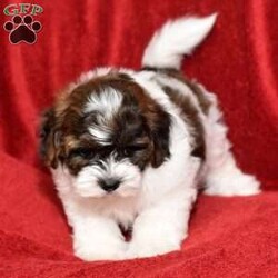 Barney/Shih-Poo									Puppy/Male	/8 Weeks,Hi! I am an adorable Shih-poo looking for a forever home. I promise to be your forever loyal friend and give unconditional love and lots of kisses. I was born on a mini farm in the country where it is very quiet and peaceful. My owners are not your everyday pet owners. They have a state-of-the-art kennel and specialize in poodles mini and toy also shitzus and teddy bears. There are also chickens on the farm that produce plenty of eggs for my owners. Bubbles is our family pet ready to greet you when you arrive to meet me. My parents are examined by a veterinarian on a regular basis for optimal healthr. Puppies will come with… – One year health guarantee – A head to tail examination by a licensed veterinarian and documents will be provided – A puppy starter kit of Nutrisource puppy food. We recommend to mix our food with food of your choice to make transition easier if you choose to feed another brand – Properly vaccinated and wormed along with documentation – Microchip included, once registered, owner can be notified in case I accidentally get lost Options to receive your pet… You are welcome to drive to our location to meet us at our home. We can deliver your pet via a reputable license transporter by ground or air. We can also fly your pet with a flight nanny service to all major airports. If you are interested in pet transportation, please contact us, so we can get a quote for you. Feel free to check out our website. You can find the link in our seller profile. While you are there check out all our reviews from all our happy families.