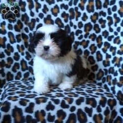 Kash/Shih Tzu									Puppy/Male	/12 Weeks,Meet Kash! He is an adorable, and loving Shihtzu puppy, and is ready to find his forever family. He is up to date on shots and wormer, and is vet checked. He also comes with an additional 1 year genetic health guarantee, and is ACA registered. These puppies are known for being affectionate, cuddly, & social dogs, making them great family pets and companions. Call today to make this pup yours!