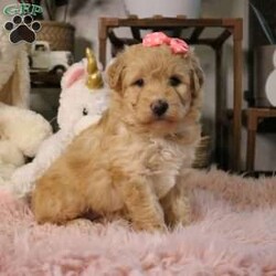 Nova/Mini Aussiedoodle									Puppy/Female	/6 Weeks,Say hello to Nova, an absolutely irresistible Mini Aussiedoodle who is bursting with love, charm, and personality. Nova is the perfect blend of her wonderful parents—Ariel, a gentle and devoted 30-lb Australian Shepherd, and Emerson, a 10-lb Mini Poodle who thrives on attention—both genetically clear for your peace of mind. As an only puppy, Nova has enjoyed endless cuddles and one-on-one time, making her exceptionally sweet, confident, and people-focused. She is playful yet loving, the kind of puppy who will happily chase toys and then curl up in your lap. Nova comes up to date on all vaccines and deworming, has had a recent vet exam, is microchipped, and includes a one-year genetic health guarantee. She will also go home with a thoughtfully prepared starter kit (food, toy, blanket, and more) to help her settle in comfortably. Nationwide delivery is available by ground transport or flight nanny, and pickup is always welcome. Nova isn’t just a puppy—she’s a loyal companion ready to light up your home and heart. 