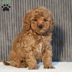 Timmy/Miniature Poodle									Puppy/Male	/11 Weeks,To contact the breeder about this puppy, click on the “View Breeder Info” tab above.
