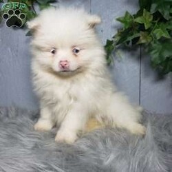Ava/Pomeranian									Puppy/Female	/10 Weeks,Meet Ava! This sweet little puppy is being family raised and is very playful and lovable! Ava has been vet checked and is up-to-date on shots and deworming. For more information or to schedule a visit please contact us today. 