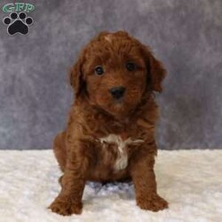 Milo/Mini Goldendoodle									Puppy/Male	/6 Weeks,Milo a sweet F1B Mini Goldendoodle with a loving, affectionate personality. He adores being held and truly craves attention, making him a wonderful companion. Milo will be vet-checked, and is on a regular deworming program, and current on all age-appropriate vaccinations. He is also Microchipped