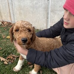 Ace/Mini Goldendoodle									Puppy/Male	/7 Weeks,To contact the breeder about this puppy, click on the “View Breeder Info” tab above.
