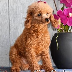 Barney/Shih-Poo									Puppy/Male	/8 Weeks,Hi! I am an adorable Shih-poo looking for a forever home. I promise to be your forever loyal friend and give unconditional love and lots of kisses. I was born on a mini farm in the country where it is very quiet and peaceful. My owners are not your everyday pet owners. They have a state-of-the-art kennel and specialize in poodles mini and toy also shitzus and teddy bears. There are also chickens on the farm that produce plenty of eggs for my owners. Bubbles is our family pet ready to greet you when you arrive to meet me. My parents are examined by a veterinarian on a regular basis for optimal healthr. Puppies will come with… – One year health guarantee – A head to tail examination by a licensed veterinarian and documents will be provided – A puppy starter kit of Nutrisource puppy food. We recommend to mix our food with food of your choice to make transition easier if you choose to feed another brand – Properly vaccinated and wormed along with documentation – Microchip included, once registered, owner can be notified in case I accidentally get lost Options to receive your pet… You are welcome to drive to our location to meet us at our home. We can deliver your pet via a reputable license transporter by ground or air. We can also fly your pet with a flight nanny service to all major airports. If you are interested in pet transportation, please contact us, so we can get a quote for you. Feel free to check out our website. You can find the link in our seller profile. While you are there check out all our reviews from all our happy families.