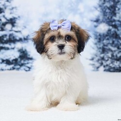 Abby/Teddy Bear									Puppy/Female	/12 Weeks,Meet sweet little Abby! Abby is a Bichon Frise / Shih Tzu mix and a precious little girl who is sure to fill your home and heart with lots of love and puppy kisses. She was born on October 10 to mom Della (Bichon Frise) and dad Jackson (Shih Tzu).