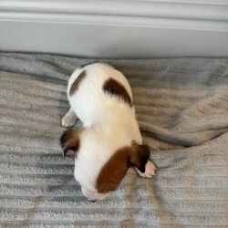 Jack Russell Puppies /Jack Russell/Female/Sex: Mixed Litter,3 beautiful puppies 2 boys and 1 girl ready for their forever homes now. Mum is a pure Jack Russell and a family pet who can be seen on viewing. Dad is a Norfolk Terrier. These puppies have been well socialised with children and all have lovely temperaments and personality. Microchipped, Flea’d and wormed. 