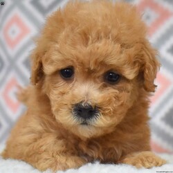 Peaches/Bich-Poo									Puppy/Female	/December 1st, 2025,Peaches is a joyful Bich Poo puppy with a beautiful golden coat accented by adorable white markings. Her playful, silly personality makes her a constant source of smiles and laughter. Bich Poos are known for their happy, fun-loving nature, and Peaches truly embodies that spirit.