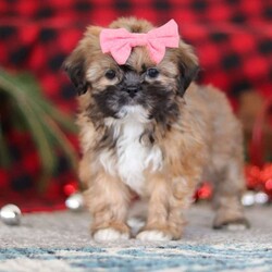 Allie/Lhasa Apso									Puppy/Female	/12 Weeks,Meet Allie! She is an absolutely adorable ACA Lhasa Apso puppy with a sweet, loving personality and a heart full of joy. This happy little girl loves to explore, trot around with confidence, and soak up every cuddle she can get. Her soft, fluffy coat and bright, expressive eyes make her truly irresistible, and her gentle nature combined with playful antics is sure to steal your heart. Whether curled up for a cozy nap or bouncing around during playtime, she brings smiles wherever she goes.