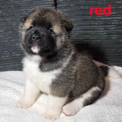 American akita puppies/Akita/Female/Sex: Mixed Litter,We have 7 stunning chunky akita puppies ready to be reserved. They are 5 weeks old, 4 girls (pink, red, orange, yellow) & 3 boys (blue/reserved, green, silver) 