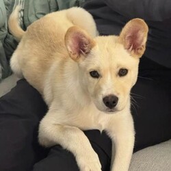 Adopt a dog:Hercules/Alaskan Husky/Male/2 m,Hercules is currently in a foster home. Sign up to meet him through our Virtual Adoption Program! This curious pup is ready to explore what the world has to offer. They might chew or eat weird things as they learn what to do instead, so they’ll be counting on you to teach them through patience and puppy love. They’re looking for adopters who will commit to continuing their puppy education and socialization. They can’t wait to meet you! Get 50% off your puppy adoption fee for successfully completing our Puppy Parent Orientation + quiz!