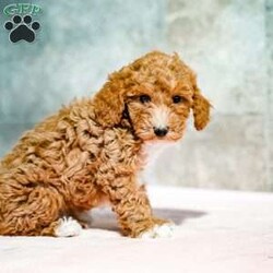 Pepto/Miniature Poodle									Puppy/Male	/October 15th, 2025,Exceptionally sweet, this puppy loves attention and is well adapted. With unique personality quirks, this puppy will make a lively addition to your home. Call and reserve yours today!
