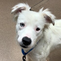 Adopt a dog:Alvin/Australian Shepherd/Male/2 y,Look at cutie mister Alvin. He’s like if a polar bear was a sweet, curious dog. Alvin is a 2-year-old Australian Shepherd mix, recently brought in to us from Fresno Humane Animal Services. Being a transplant to the city, Alvin’s very interested in all of the sights and sounds. He loves to sniff around to learn about all the dogs who came before. Alvin may be curious about this new environment, but he still wants to go at his own pace and would benefit from adopters who can be patient with him as he explores. In time, he’ll blossom into a cuddly companion, he just wants to sniff things out first! Come meet Alvin today and see just how sweet a fella can be!