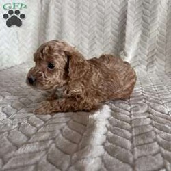 Grant/Toy Poodle									Puppy/Male	/11 Weeks,Meet Grant! These sweet AKC-registered Toy Poodle puppies are raised with lots of love and attention. They are microchipped and come from genetically tested parents, Rambo (4.5 lbs) and Brinley (8.5 lbs). Each puppy is vet checked, up to date on shots and wormer, and goes home with a 30-day health guarantee plus a 2-year genetic health guarantee. Raised around kids, they are well socialized, playful, and affectionate with great little temperaments. They’re truly wonderful pups looking for loving homes. Grant is 100 genetically clear and has an approximated adult weight of 6-8 lbs.