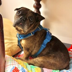 Adopt a dog:Sando/Bulldog/Male/10 y,  1 m,This dog’s adoption fee has been generously sponsored! Arriving from Fresno, meet mister Sando, the 10-year French Bulldog mix! Sando enjoys going at his own pace like the senior sweetie he is. A gentle boy, Sando is a slow mover who likes things to happen on his time. With some time and treats, he will become your sweet BFF who leans in for pets and love. Sando is a bit nervous about new humans reaching for him so would love some delicious snacks to help him understand that you’re a friend. He’s ready to go on some (not-very-fast-paced) walks with you or lounge on the couch by your side! He wants to curl up in the sun and enjoy his golden years with a new friend; could that be you? Come meet him and find out!