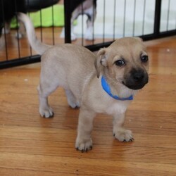 Adopt a dog:Reed/Terrier/Male/2 m,This confident pup is ready to strut their stuff with a new family. They might be a little mischievous, so they’ll be counting on you to teach them what to do instead through patience and love. Puzzle toys, training, and playtime will help keep their mind and body engaged. They’re looking for adopters who will commit to continuing their puppy education and socialization. They can’t wait to meet you! Get 50% off your puppy adoption fee for successfully completing our Puppy Parent Orientation + quiz!