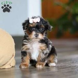 Chanel/Yorkie Poo									Puppy/Female	/7 Weeks,Meet the sweetest little Yorkiepoo puppy, Chanel! She’s a tiny bundle of love with a big personality. Playful and curious, she loves to explore her surroundings, chase after toys, and hang out with her favorite people. Whether she’s showing off her adorable puppy zoomies or snuggling up for a good nap, she will bring endless joy to your home. While Yorkies tend to be alert, lively and spirited, Poodles are known for their intelligent and playful nature—making this sweet Yorkiepoo the perfect balance of energy, affection and smarts!