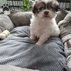 Button/Shih-Poo									Puppy/Female	/6 Weeks,Hey there!  Meet Button,  AKA cute as a button! She is a lively little pup, the only one in the litter, so she comes up with lots of cute little games, all by herself! Loves attention and also playing all by herself. She will be a great addition to any loving home!
