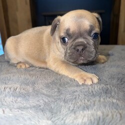 French bulldog puppies for sale LE5 2LT/French Bulldog/Female/Sex: Mixed Litter,We have 5 boys and 1 girl available, all looking for their forever homes. 