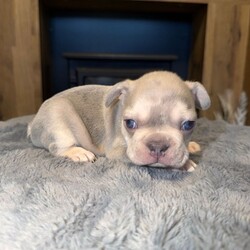 French bulldog puppies for sale LE5 2LT/French Bulldog/Female/Sex: Mixed Litter,We have 5 boys and 1 girl available, all looking for their forever homes. 