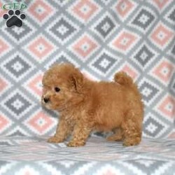 Peaches/Bich-Poo									Puppy/Female	/December 1st, 2025,Peaches is a joyful Bich Poo puppy with a beautiful golden coat accented by adorable white markings. Her playful, silly personality makes her a constant source of smiles and laughter. Bich Poos are known for their happy, fun-loving nature, and Peaches truly embodies that spirit.