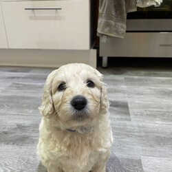 F3 Golden Doodle puppies for sale /Goldendoodle/Female/Sex: Mixed Litter,4 Goldendoodle puppies available for sale 2 girls and 2 boys and will be available to their news homes by 29/01/2026. Mum (F1b Goldendoodle3/4 poodle) and dad (F1b Goldendoodle 3/4poodle)available to meet as both and family pets. All puppies will be wormed, had their first vaccines, microchipped and flea treated by the time they leave. All puppies will be send away with a puppy pack and blanket from their bed. Puppies will have been exposed to many day to day experiences as have been brought up in family home and exposure to 2 house cats as well. Have also began toilet training in the garden and all seem to be picking up well. Please contact if interested 