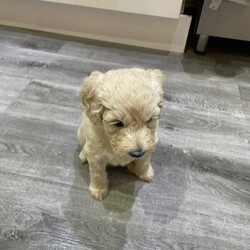 F3 Golden Doodle puppies for sale /Goldendoodle/Female/Sex: Mixed Litter,4 Goldendoodle puppies available for sale 2 girls and 2 boys and will be available to their news homes by 29/01/2026. Mum (F1b Goldendoodle3/4 poodle) and dad (F1b Goldendoodle 3/4poodle)available to meet as both and family pets. All puppies will be wormed, had their first vaccines, microchipped and flea treated by the time they leave. All puppies will be send away with a puppy pack and blanket from their bed. Puppies will have been exposed to many day to day experiences as have been brought up in family home and exposure to 2 house cats as well. Have also began toilet training in the garden and all seem to be picking up well. Please contact if interested 