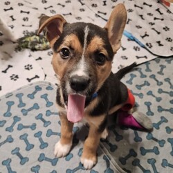 Adopt a dog:Thryallis/Retriever/Male/1 m,This confident pup is ready to strut their stuff with a new family. They might be a little mischievous, so they’ll be counting on you to teach them what to do instead through patience and love. Puzzle toys, training, and playtime will help keep their mind and body engaged. They’re looking for adopters who will commit to continuing their puppy education and socialization. They can’t wait to meet you! Get 50% off your puppy adoption fee for successfully completing our Puppy Parent Orientation + quiz!