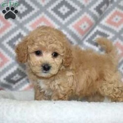 Pogo/Bich-Poo									Puppy/Male	/December 1st, 2025,Pogo is a playful Bich Poo puppy who lives up to his fun name. With his golden coat and charming white markings, he’s as adorable as he is entertaining. Pogo’s silly, bouncy personality brings constant joy and laughter to everyone he meets.
