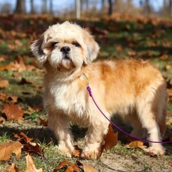 Maggie/Lhasa Apso									Puppy/Female	/9 Weeks,Meet Maggie! The most adorable and dynamic ACA registered Lhasa Apso puppy. With a long, silky coat, expressive dark eyes, and that signature confident strut, this breed is as elegant as it is affectionate. Lhasas are known for their loyal nature and gentle spirit, forming strong bonds with their people and loving cozy cuddle time just as much as playful moments. Intelligent, alert, and full of character, this little one makes a wonderful companion for families or individuals looking for a devoted, loving best friend wrapped in fluff.