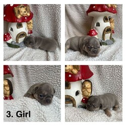 Husky fluffy frenchies /French Bulldog/Female/Sex: Mixed Litter,Outstanding litter of 6 beautiful visual fluffy and fluffy carriers. All healthy, playful, content and adorable! 