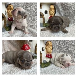 Husky fluffy frenchies /French Bulldog/Female/Sex: Mixed Litter,Outstanding litter of 6 beautiful visual fluffy and fluffy carriers. All healthy, playful, content and adorable! 