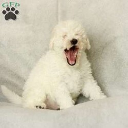 Shiloh ~ F1BB/Labradoodle									Puppy/Male	/December 12th, 2025,Our family has quickly fallen in love with our litter of cuddly puppies. They are very lovable and well-socialized. The children play with them often, and the puppies have been exposed to the constant noise of family life (laughing, talking, yelling, and a baby crying). They have experienced the sounds of a washing machine, dryer, and vacuum cleaner. The puppies have also enjoyed playing in the snow for short times.