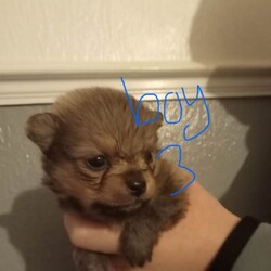 Pomeranian /Pomeranian/Female/Sex: Mixed Litter,Hi there i have 5 beautiful pomeranian puppy 4 boys and one girl mum and dad can be seen as i owe them both of them £100 none refundable 