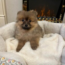  puppies/Pomeranian/Female/Sex: Female,Pomeranian puppies only 2 girls reaming they are 8weeks old fully vaccined and and defled and wormed every 2weeks since birth they are eating royal canain puppy nuts with teddy bear faces both parents full breed Pomeranian 