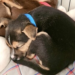 Adopt a dog:Thryallis/Retriever/Male/1 m,This confident pup is ready to strut their stuff with a new family. They might be a little mischievous, so they’ll be counting on you to teach them what to do instead through patience and love. Puzzle toys, training, and playtime will help keep their mind and body engaged. They’re looking for adopters who will commit to continuing their puppy education and socialization. They can’t wait to meet you! Get 50% off your puppy adoption fee for successfully completing our Puppy Parent Orientation + quiz!