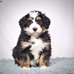 Jackson/Mini Bernedoodle									Puppy/Male	/9 Weeks,Jackson is a mini bernadoodle from Willow and Blake. He is an adorable little guy with a standard tri colored coat. 
