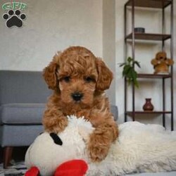 BELLA/Miniature Poodle									Puppy/Female	/10 Weeks,Are you looking for an awesome puppy ? This one would love to be your buddy !! Bred to bring joy and love to your life .This youngster is waiting for you . She is AKC reg and parents are genetic health test