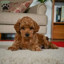 BELLA/Miniature Poodle									Puppy/Female	/10 Weeks,Are you looking for an awesome puppy ? This one would love to be your buddy !! Bred to bring joy and love to your life .This youngster is waiting for you . She is AKC reg and parents are genetic health test