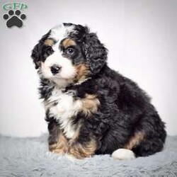 Jackson/Mini Bernedoodle									Puppy/Male	/9 Weeks,Jackson is a mini bernadoodle from Willow and Blake. He is an adorable little guy with a standard tri colored coat. 