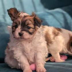 Two papillon puppies /Papillon/Female/Sex: Female,Wonderful papillon female girls born on boxing day ,mum and dad both imported from abroad full pedigree dogs ,dad KC registered and mum WCF registered with 5 generation pedigree