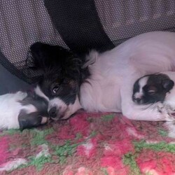 Two papillon puppies /Papillon/Female/Sex: Female,Wonderful papillon female girls born on boxing day ,mum and dad both imported from abroad full pedigree dogs ,dad KC registered and mum WCF registered with 5 generation pedigree