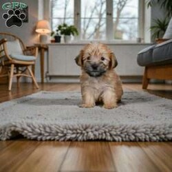 Lilly/Morkie / Yorktese									Puppy/Male	/11 Weeks,Are you looking for an awesome puppy ? This one would love to be your buddy !! Bred to bring joy and love to your life . This youngster is waiting on you .
