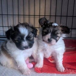 Two papillon puppies /Papillon/Female/Sex: Female,Wonderful papillon female girls born on boxing day ,mum and dad both imported from abroad full pedigree dogs ,dad KC registered and mum WCF registered with 5 generation pedigree